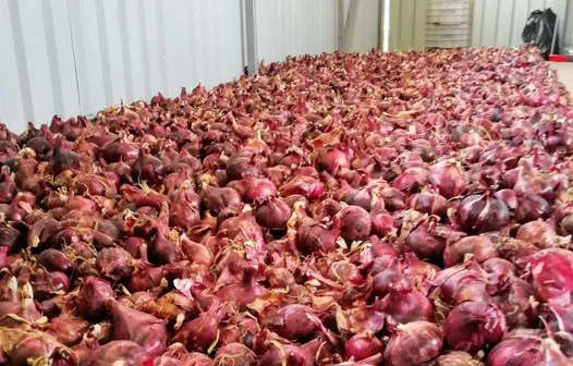 Platocanario.es Guayonje Onion (PHOTO: Cultesa/Facebook)