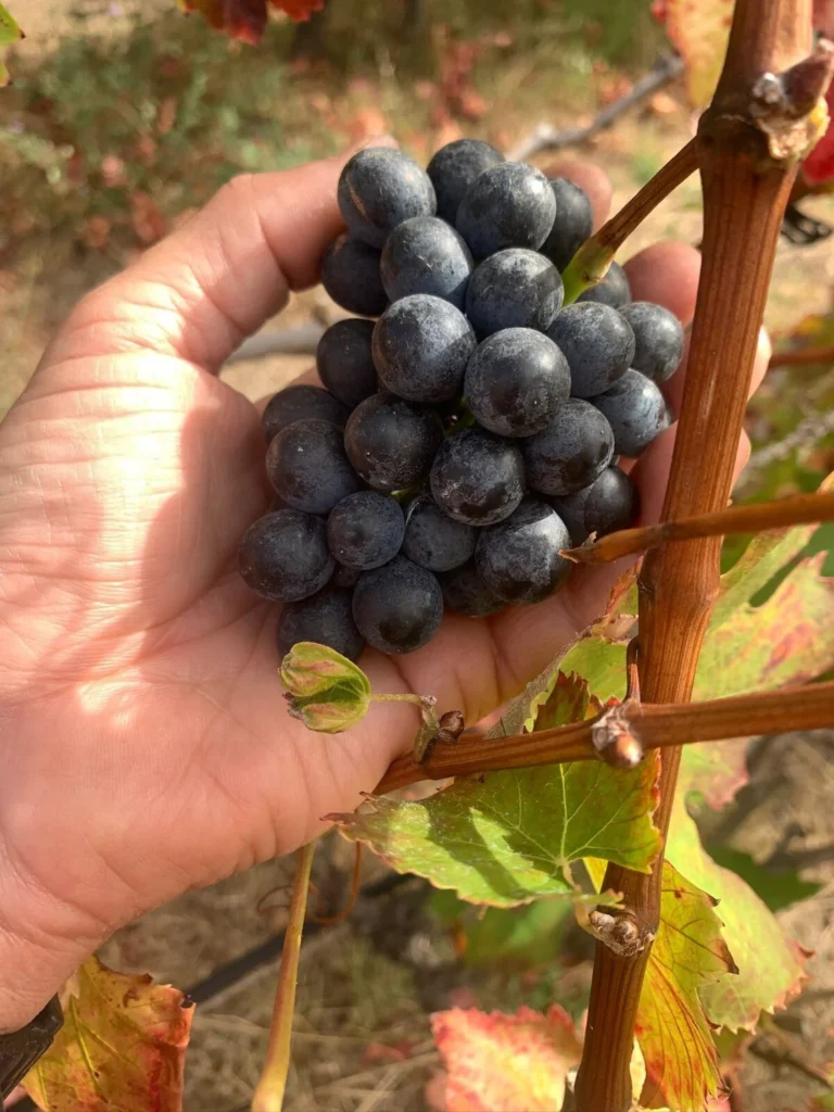 Platocanario.es Vendimia en Gran Canaria