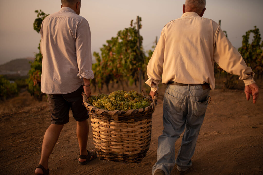platocanario.es Harvest in the Canary Islands