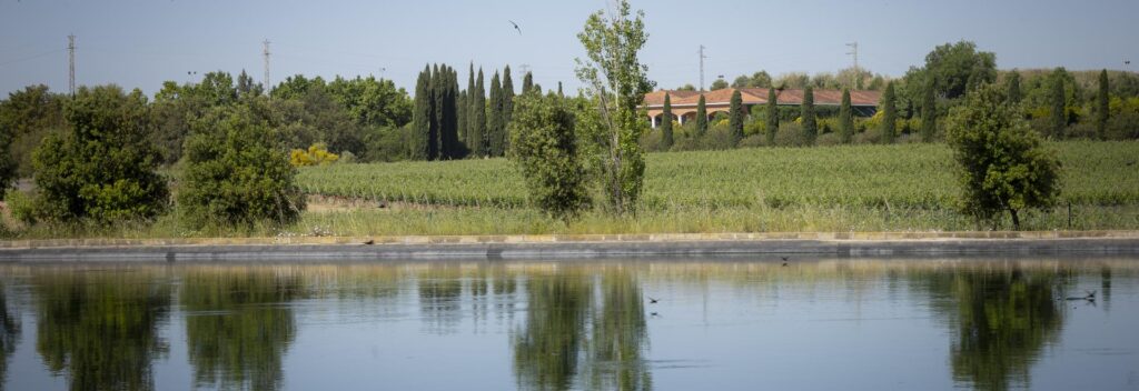 Platocanario.es Familia Torres