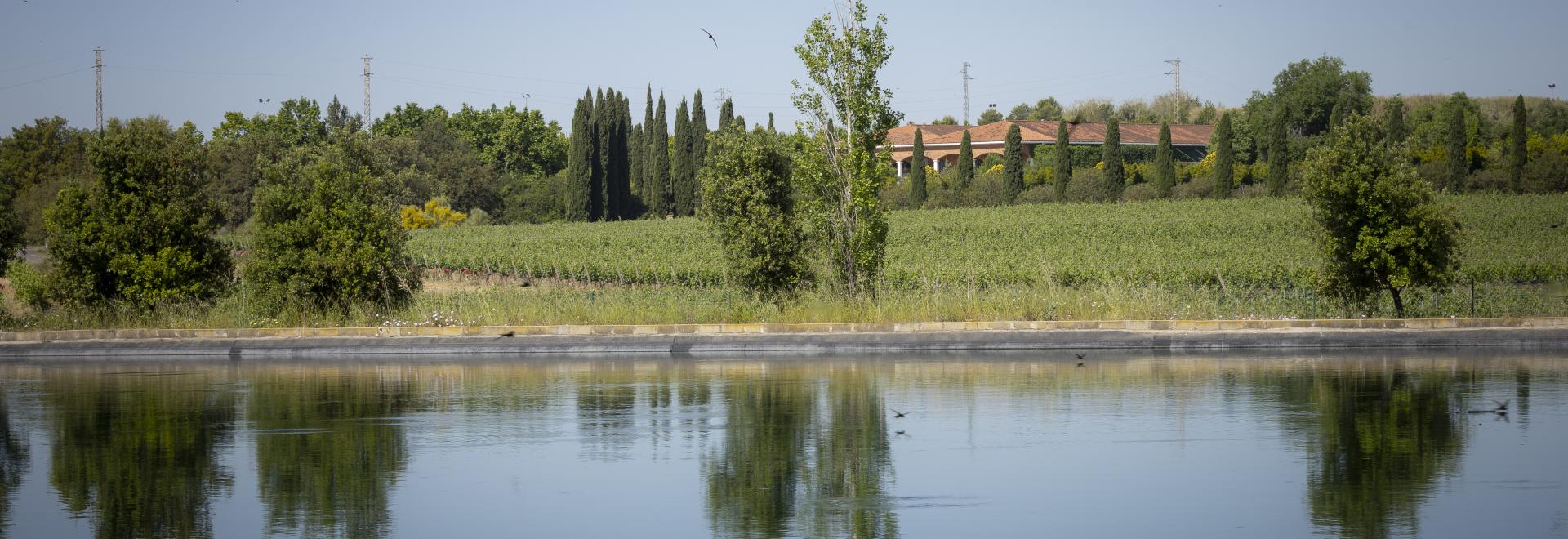 Platocanario.es Familia Torres