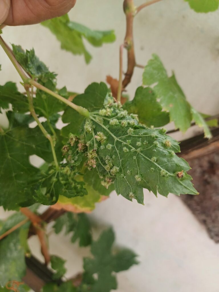 Platocanario.es at Con Filorara