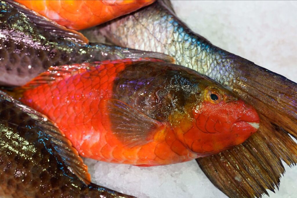 Platocanario.es The old woman, protagonist in Madrid Fusion