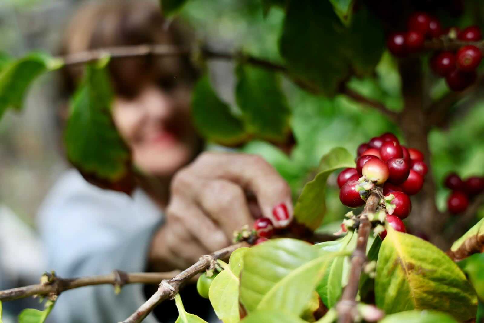 Platocanario.es Café de Agaete