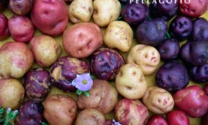 Platocanario.es Papitas