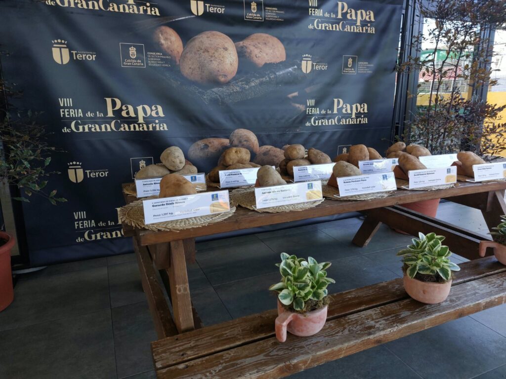 Platocanario.es Presentación de la Feria de la papa